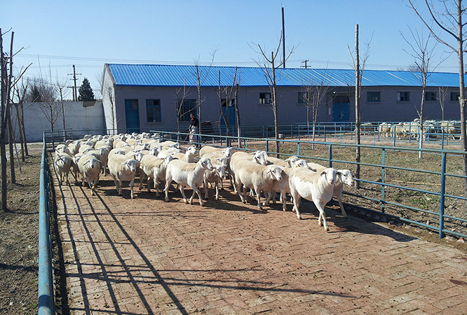 內蒙古伊赫塔拉養殖基地